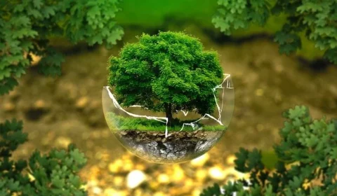 Ecologia: uma nova visão da realidade