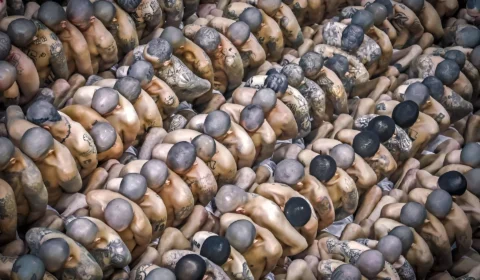 A cenoura e o cacete