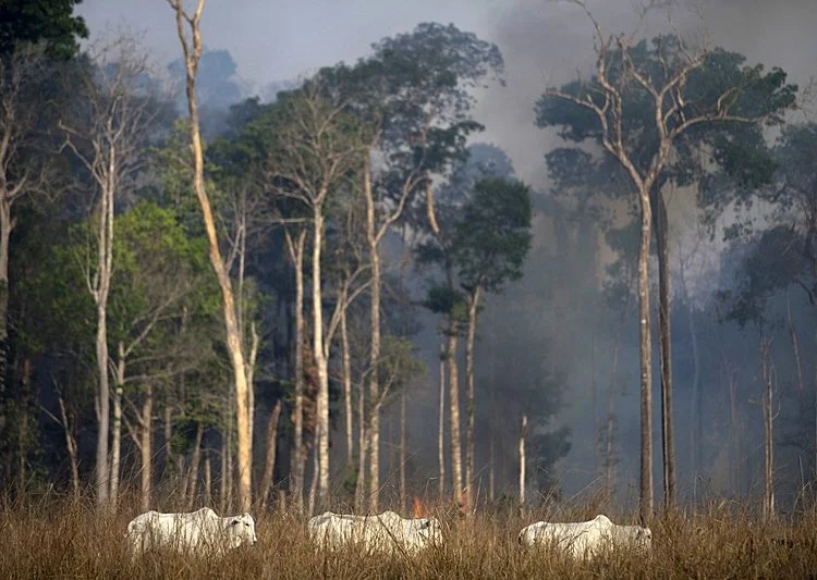 Daniel foto joão laet afp