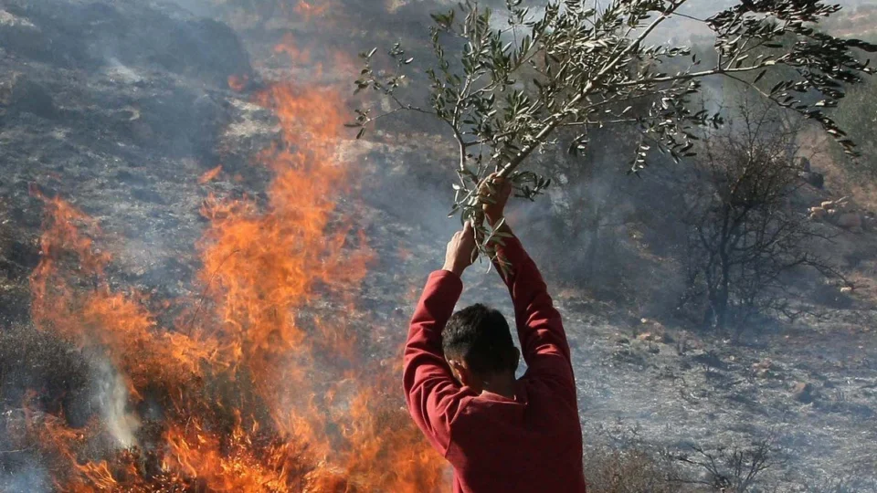 O massacre das oliveiras