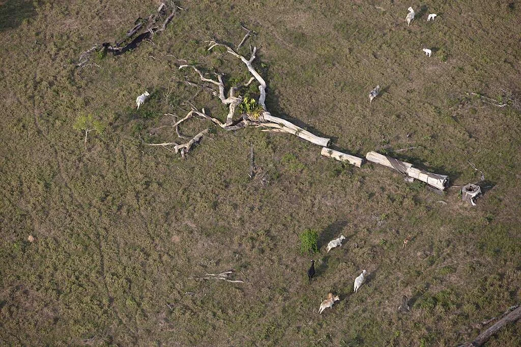 Leonardo fazenda nossa senhora as cachoeiras do ituxi em lábrea am foto marizilda cruppe greenpeace