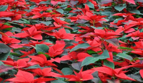 O Natal e a ecologia profunda