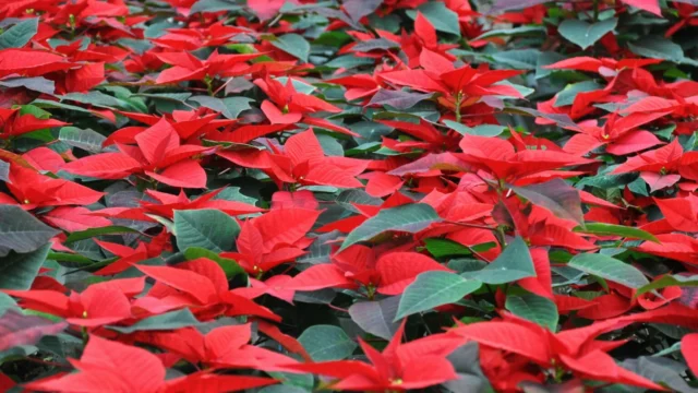 O Natal e a ecologia profunda