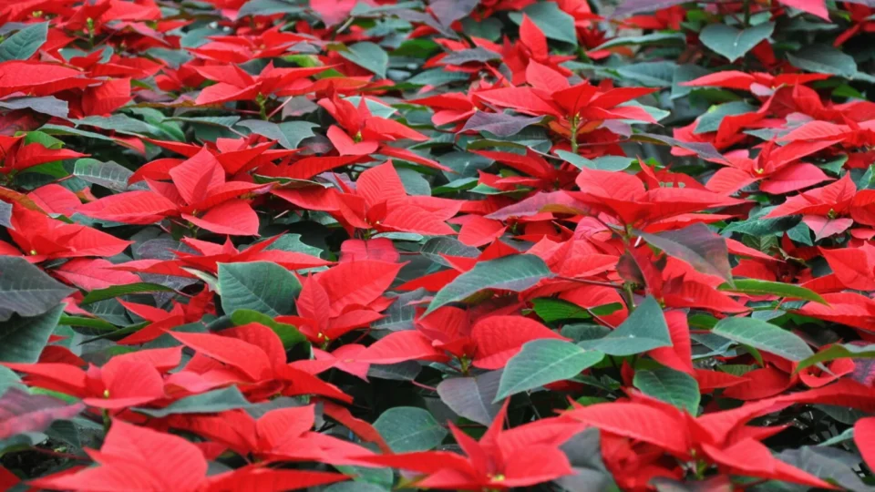 O Natal e a ecologia profunda