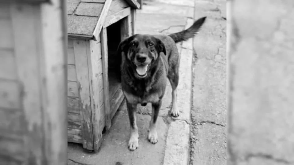 ‘Orelha’ vira bandeira de campanha de delegado