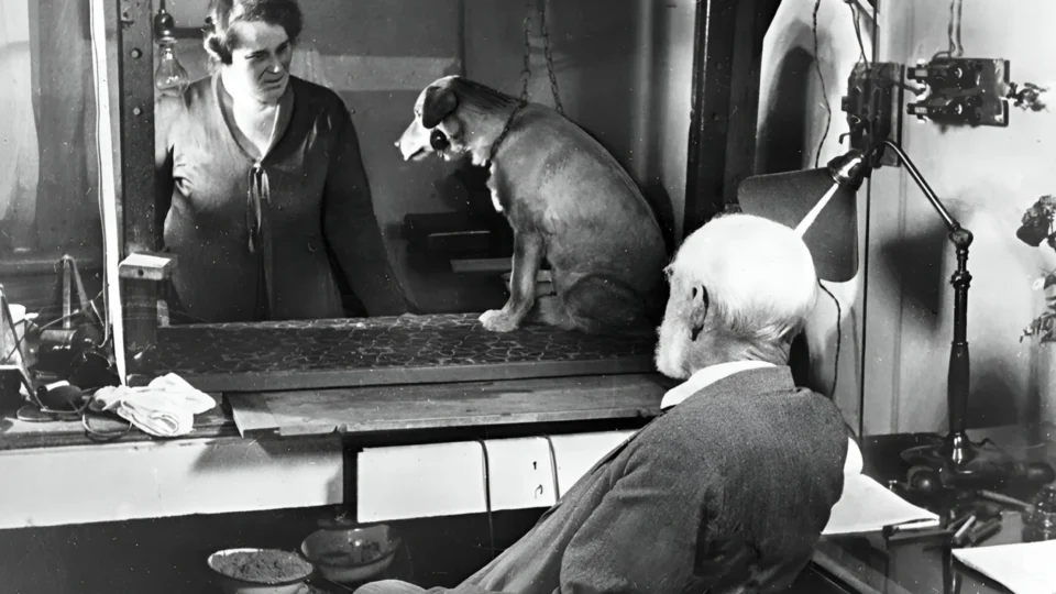 Muito além do ‘apito do cachorro’