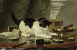 A energia curativa dos gatos domésticos