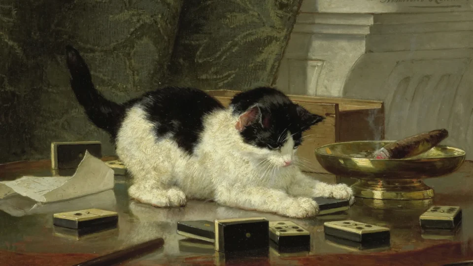 A energia curativa dos gatos domésticos